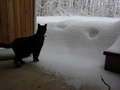 A confused cat.